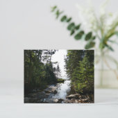 Wald in der Nähe von Hunterstrand im Acadia Nation Postkarte (Stehend Vorderseite)