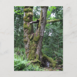 Wald in Grün Postkarte