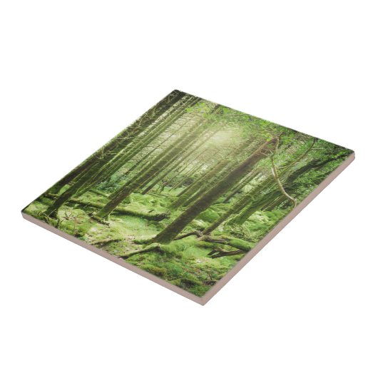 Wald in Nationalpark | Kerry, Irland Killarneys Fliese (Seite)