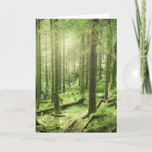 Wald in Nationalpark   Kerry, Irland Killarneys Karte