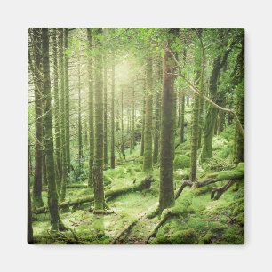Wald in Nationalpark Kerry, Irland Killarneys Magnet