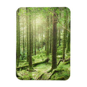 Wald in Nationalpark   Kerry, Irland Killarneys Magnet