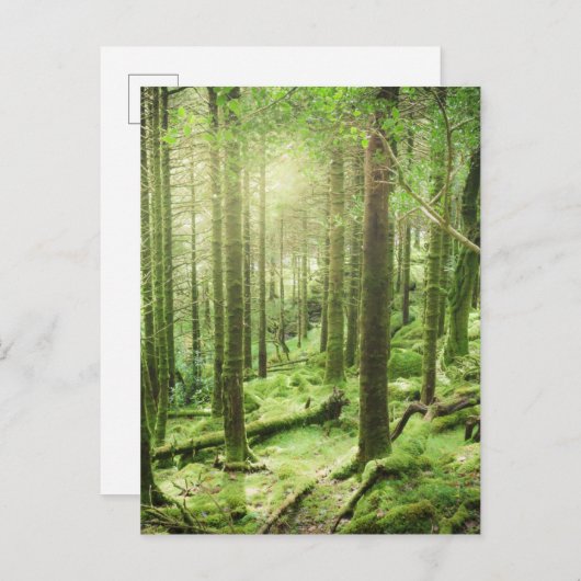 Wald in Nationalpark | Kerry, Irland Killarneys Postkarte (Vorne/Hinten)