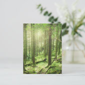 Wald in Nationalpark | Kerry, Irland Killarneys Postkarte (Stehend Vorderseite)