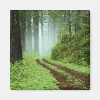 Wald Magnet