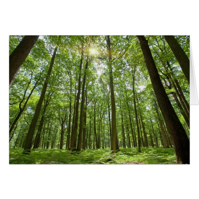 Wald mit Sonne Hinter (Vorderseite (Horizontal))