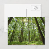 Wald mit Sonne Hinter Postkarte (Vorne/Hinten)