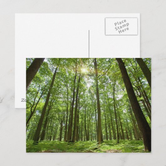 Wald mit Sonne Hinter Postkarte (Vorne/Hinten)