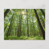 Wald mit Sonne Hinter Postkarte (Vorderseite)