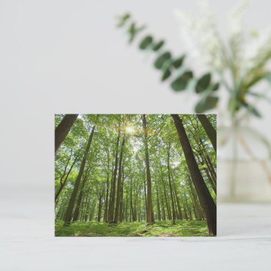 Wald mit Sonne Hinter Postkarte (Stehend Vorderseite)