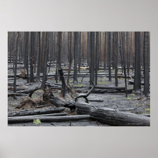 Wald nach Feuer im Yellowstone Nationalpark Poster