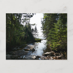 Wald nahe Hunters Beach im Acadia National Park Postkarte