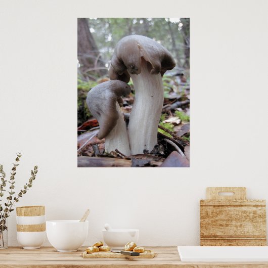 Wald-Pilze Poster (Küche)