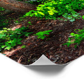 Wald Poster (Ecke)