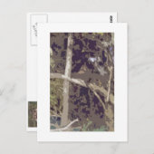 Wald Postkarte (Vorne/Hinten)