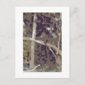 Wald Postkarte (Vorderseite)