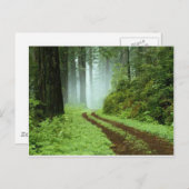 Wald Postkarte (Vorne/Hinten)