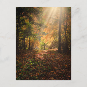 Wald Postkarte