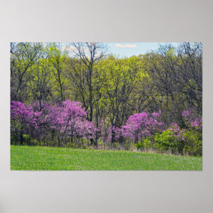 Wald-Rotbudenbäume Shawnee Mission Parks Kansas Poster