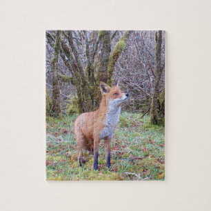 Wald Rotfuchs Porträt Aufwärtsblick Natur Kunst Puzzle