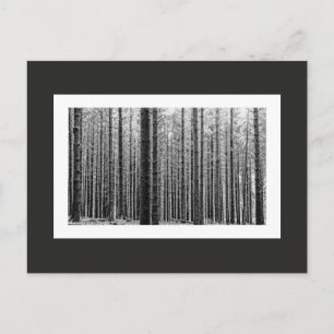 Wald (Schwarz und Weiß) Postkarte