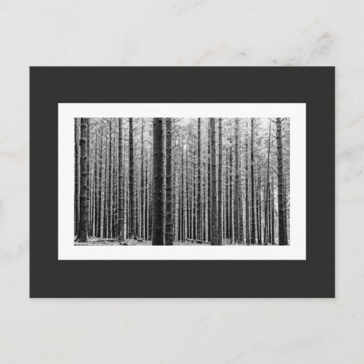 Wald (Schwarz und Weiß) Postkarte (Vorderseite)