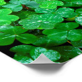 Wald Sorrel im Frühling Poster (Ecke)