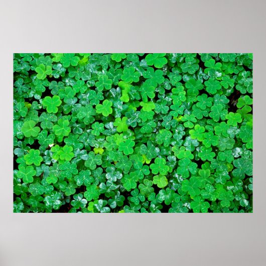 Wald Sorrel im Frühling Poster (Vorne)