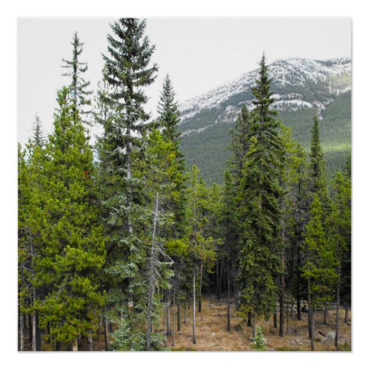 Wald- und Bergwelt Poster (Vorderseite)