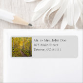 Wald von Herbst Aspen Bäume (Insitu)