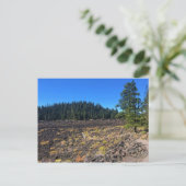 Wald von Lava, Oregon Postkarte (Stehend Vorderseite)