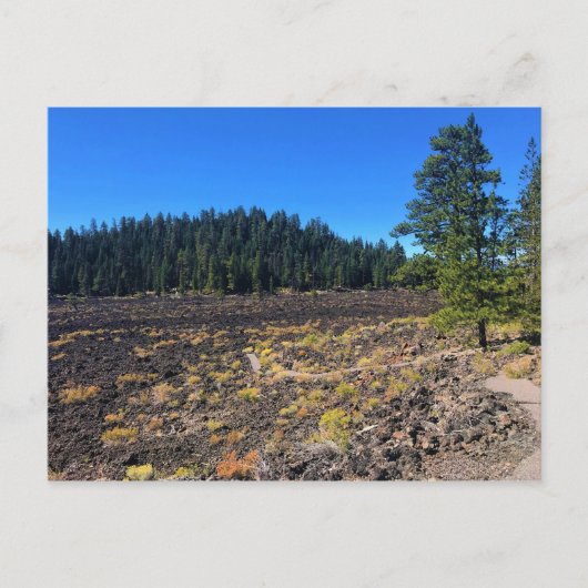Wald von Lava, Oregon Postkarte (Vorderseite)