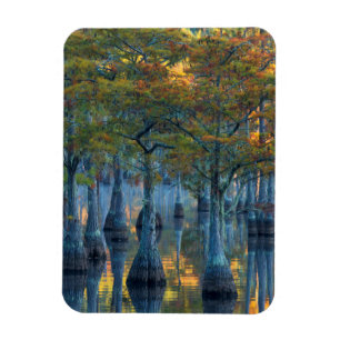Wald von Pond Cypress Trees Magnet