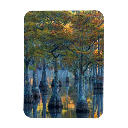 Wald von Pond Cypress Trees Magnet (Vertikal)