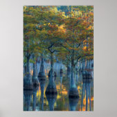 Wald von Pond Cypress Trees Poster (Vorne)