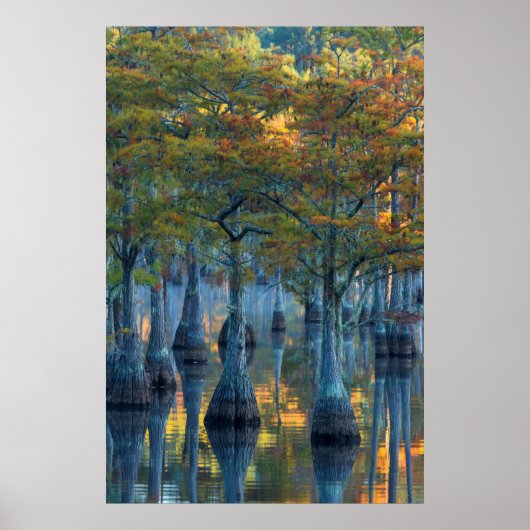 Wald von Pond Cypress Trees Poster (Vorne)