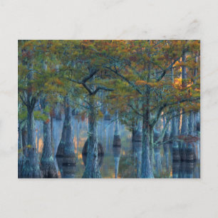 Wald von Pond Cypress Trees Postkarte
