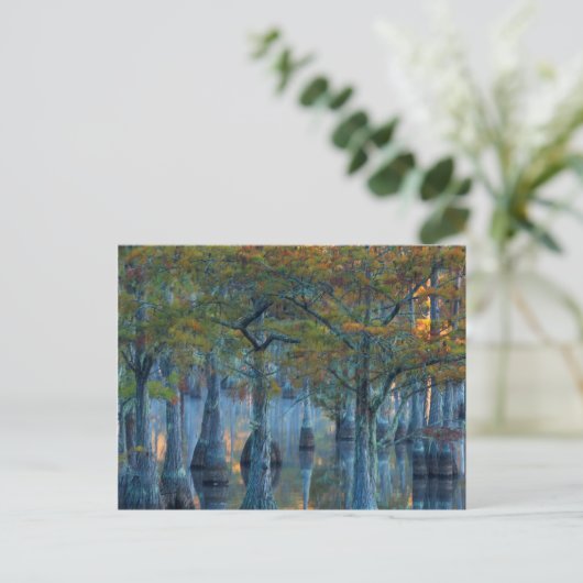 Wald von Pond Cypress Trees Postkarte (Stehend Vorderseite)