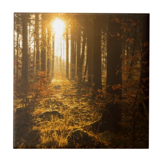Wald während Herbstes | Baden Württemberg, Fliese (Vorderseite)