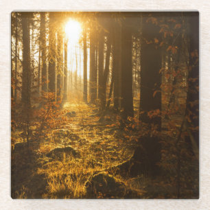 Wald während Herbstes Baden Württemberg, Glasuntersetzer