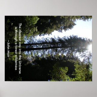 Wald Wilderness Redwood Poster