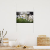 Waldanemone Nature Foto Poster (Küche)