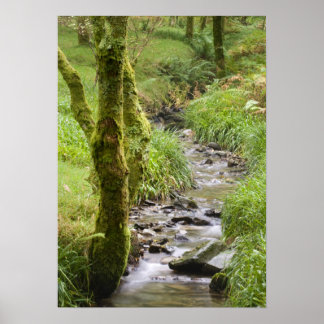 Waldbach im Lake District Poster