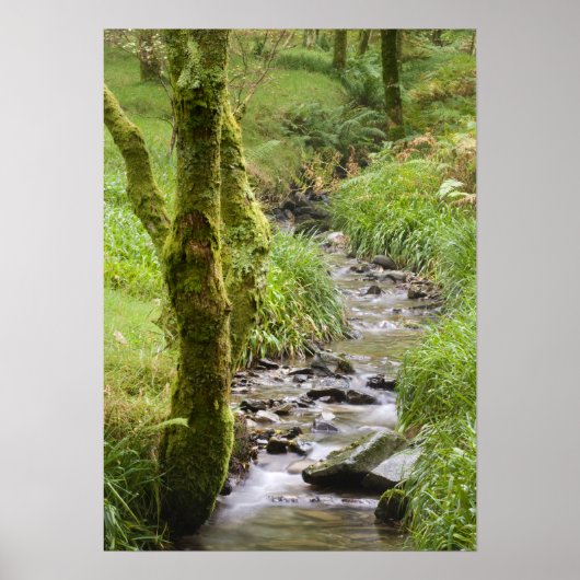 Waldbach im Lake District Poster (Vorne)