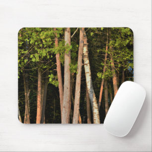 Waldbäume im Sonnenlicht Mousepad