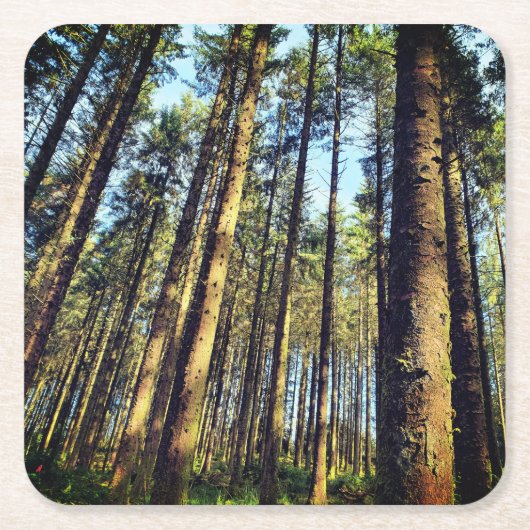 Waldbaumen Rechteckiger Pappuntersetzer (Vorderseite)