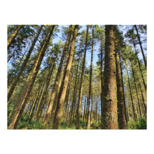 Waldbaumposter Fotodruck