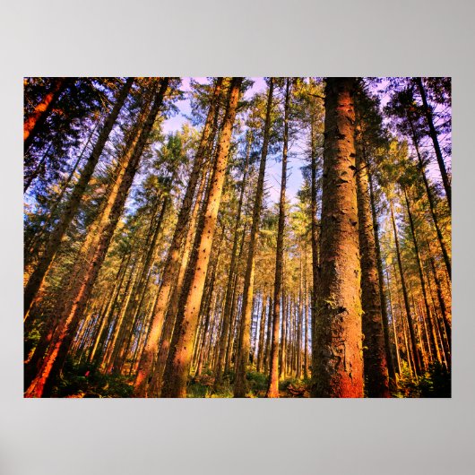 Waldbaumposter Poster (Vorne)