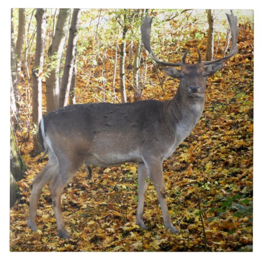 Waldbewohner Fliese (Vorderseite)