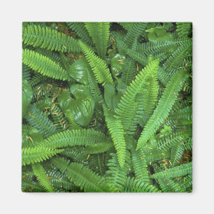 Waldboden, Quinault-Regenwald, Olympic NP, Magnet